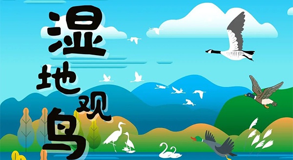 【独立观鸟一日营】走进白马湖湿地，一路来探寻鸟儿的奥秘